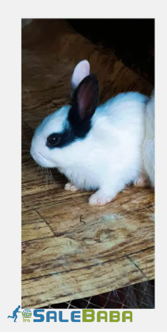 Rabbit in White Color available for sale