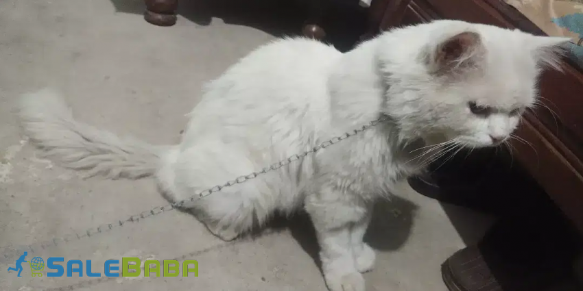 Persian Cat in White color available for sale