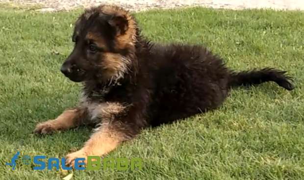 gsd puppies