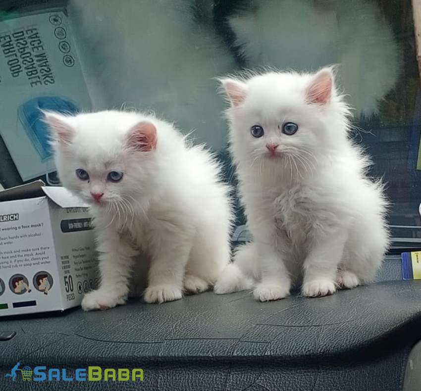 Persian Kitten
