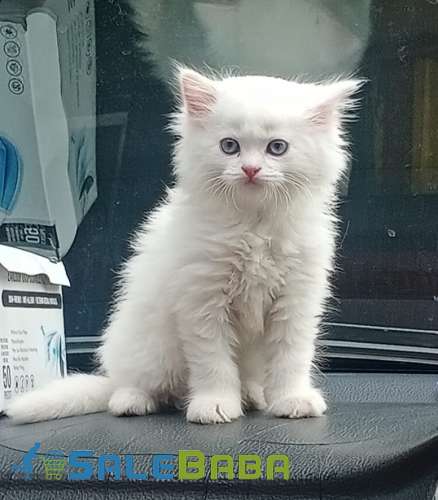 Persian Kitten