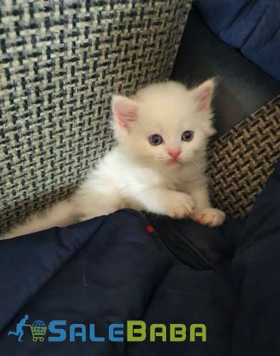 Persian Kitten