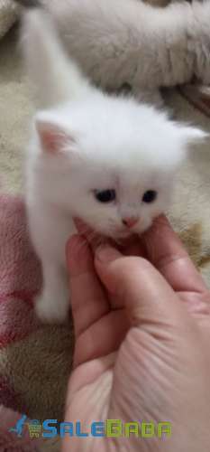 Persian Cat Kittens