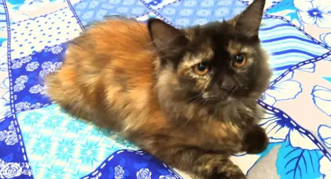 Persian female for sale