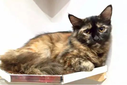 Persian female for sale