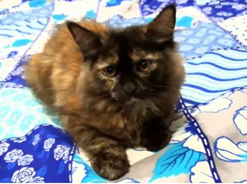 Persian female for sale