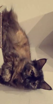 Persian female for sale