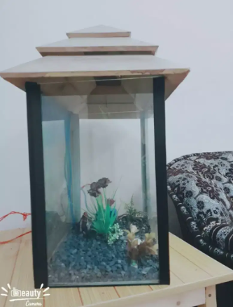 Fish aquarium