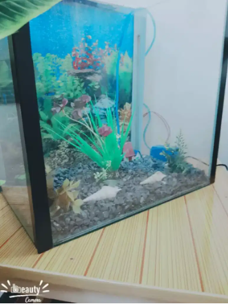 Fish aquarium