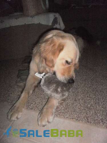 Golden Retriever (Female) Puppy Available for Sale