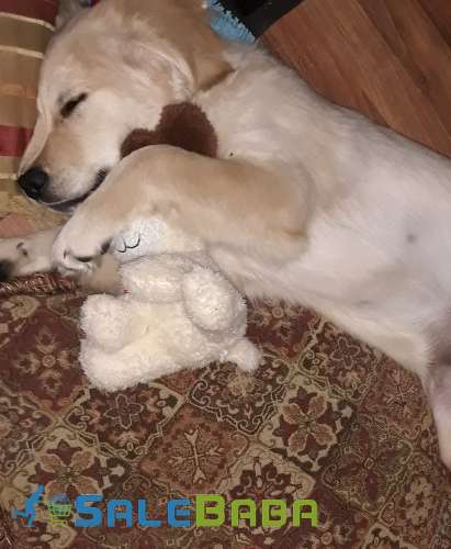 Golden Retriever (Female) Puppy Available for Sale