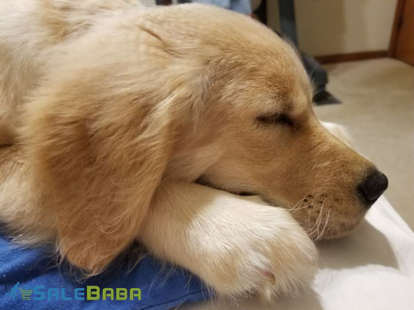 Golden Retriever (Female) Puppy Available for Sale