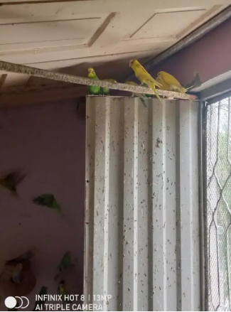 Australian parrots
