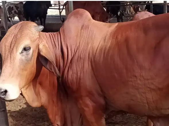 Brown color Bull for Qurbani 2020
