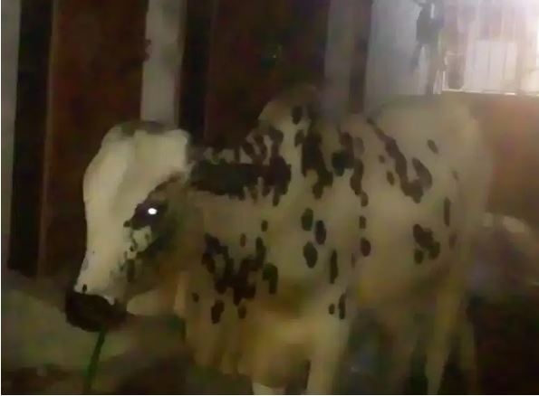 Black and white Cow for sale