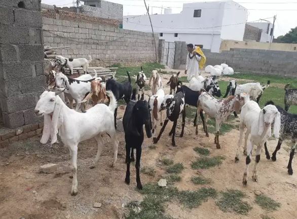 Qurbani kae Bakrey for Sale