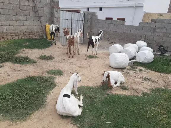 Qurbani kae Bakrey for Sale