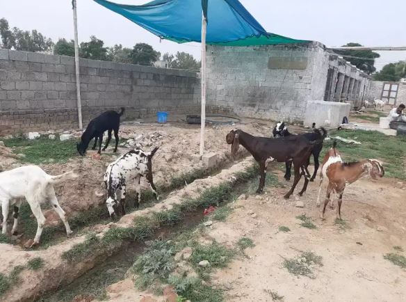 Qurbani kae Bakrey for Sale
