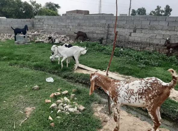 Qurbani kae Bakrey for Sale