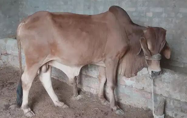 Eid ky lye pyary munasib Rate py bulls available hain