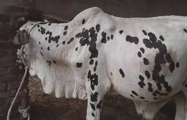 Eid ky lye pyary munasib Rate py bulls available hain
