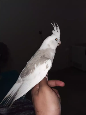 Cocktail hand tame pair