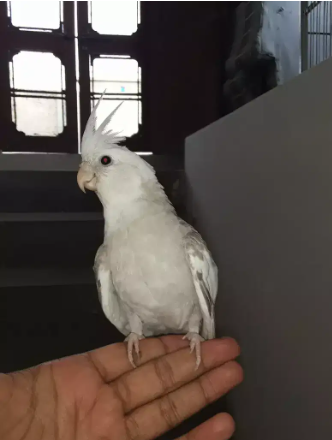 Cocktail hand tame pair