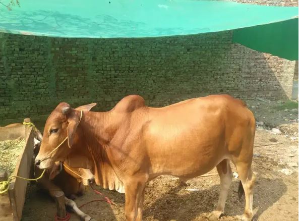 Wachay(bulls) cheapest from the market