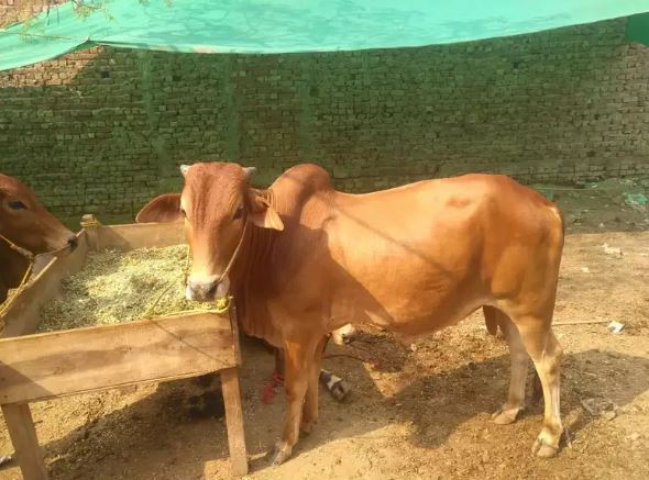 Wachay(bulls) cheapest from the market