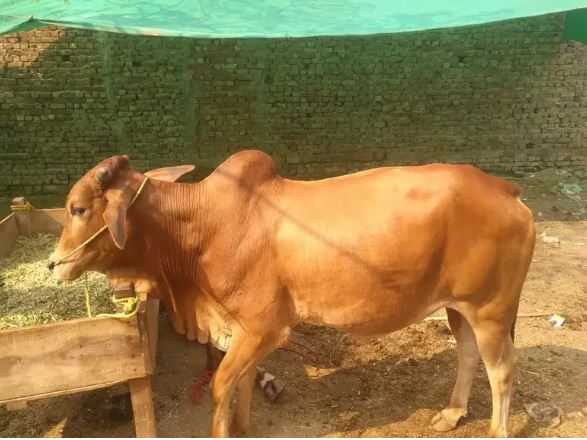 Wachay(bulls) cheapest from the market