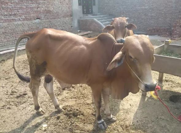 Wachay(bulls) cheapest from the market