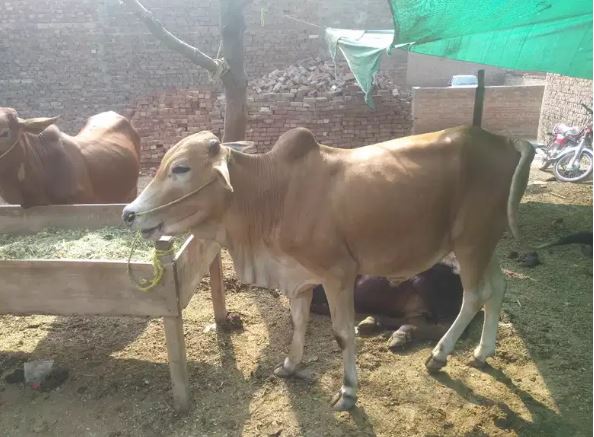 Wachay(bulls) cheapest from the market