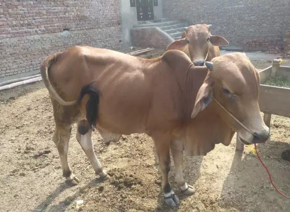 Wachay(bulls) cheapest from the market