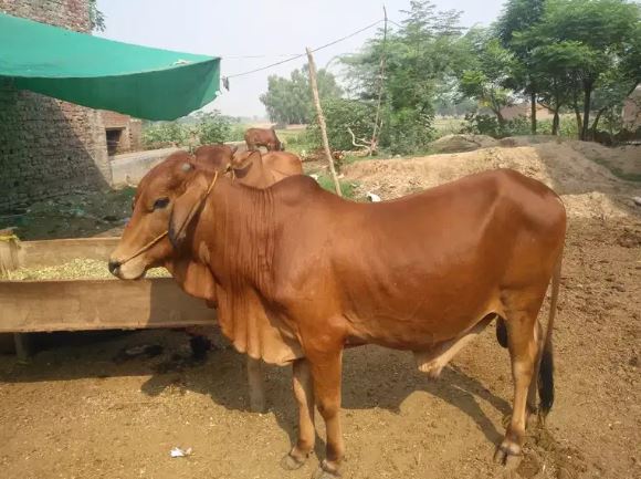Wachay(bulls) cheapest from the market