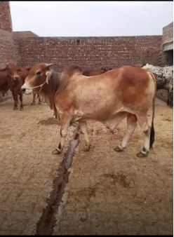 Wachay(bulls) cheapest from the market