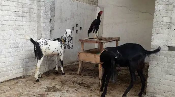 Black and white goats Pair for sale