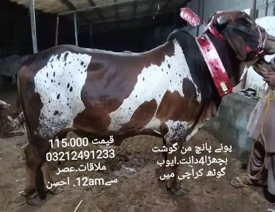 Bulls for sale in reasonable price