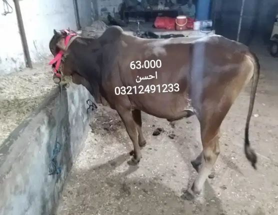 Bulls for sale in reasonable price