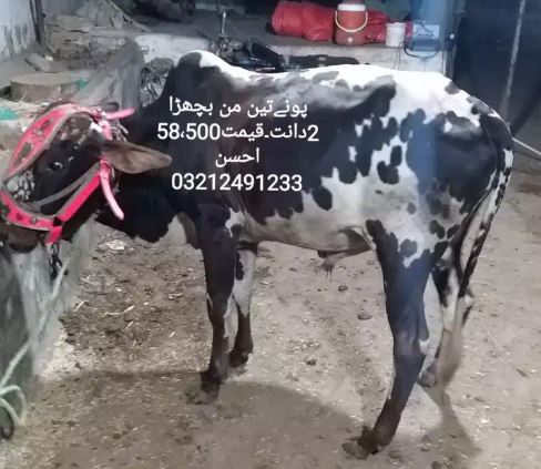 Bulls for sale in reasonable price