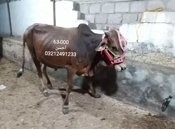 Bulls for sale in reasonable price
