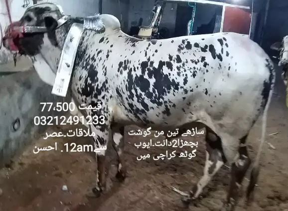 Bulls for sale in reasonable price