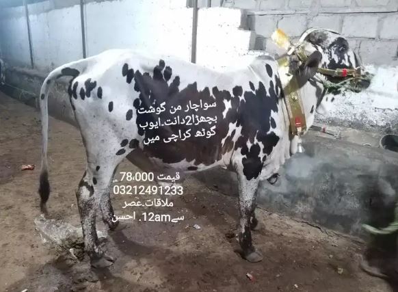 Bulls for sale in reasonable price