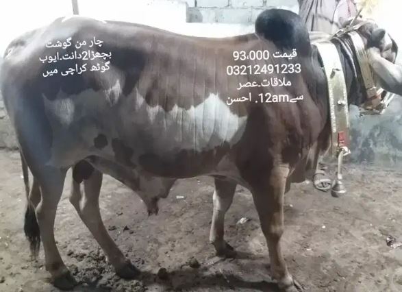 Bulls for sale in reasonable price