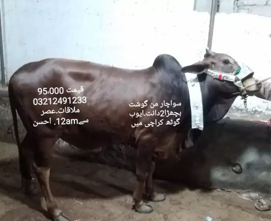 Bulls for sale in reasonable price