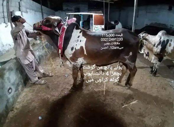 Bulls for sale in reasonable price