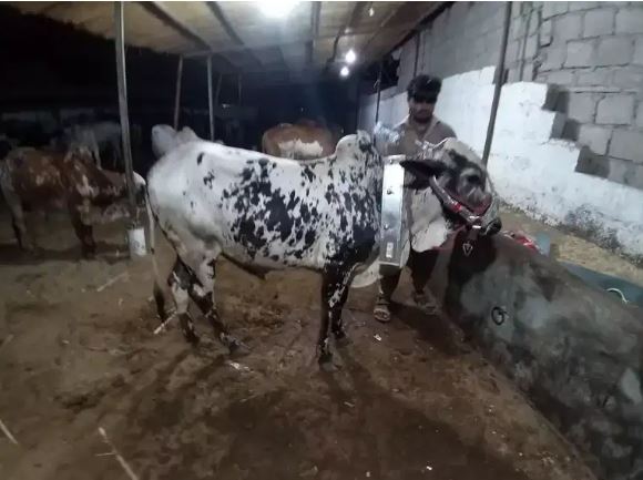 Bulls for sale in reasonable price