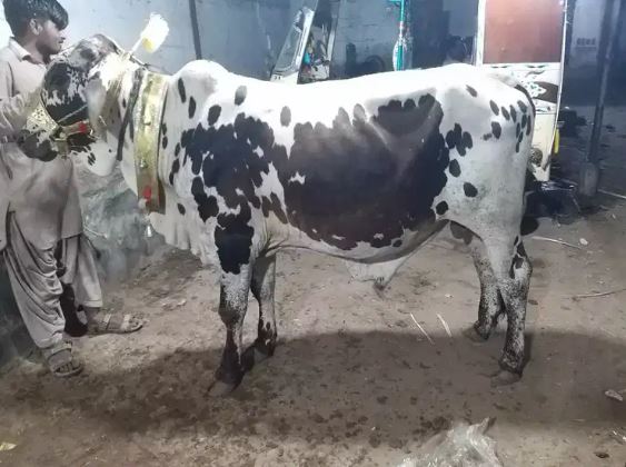 Bulls for sale in reasonable price