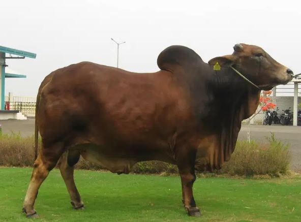 Online Qurbani Bulls with Video Proof