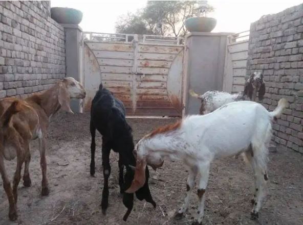 Online Qurbani Bulls with Video Proof