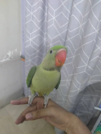 Pahari/Alexandrine parrot